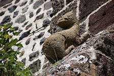 Animal sur un contrefort de la façade occidentale