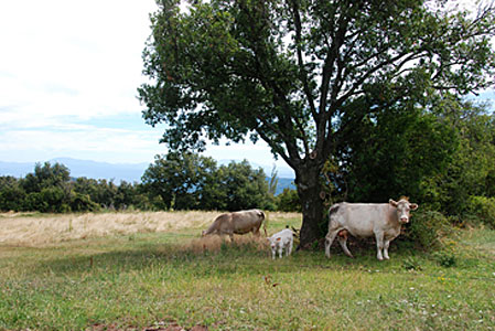 Haut plateau vallonné à vocation agricole