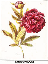 pivoine