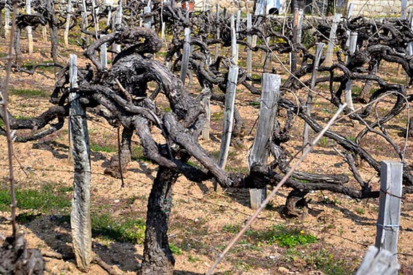 Vignes centenaires