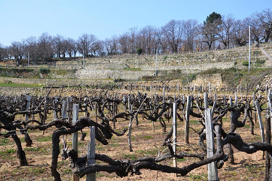 Vignoble de Chatus